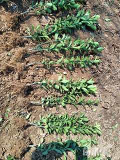 高度40厘米大叶黄杨