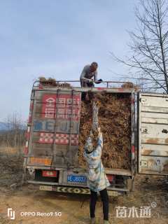 高度80厘米无患子小苗