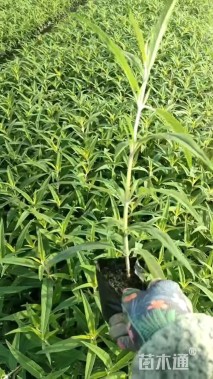 高度25厘米墨西哥鼠尾草