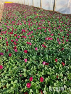 高度10厘米角堇