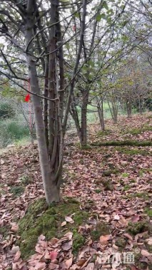 12公分垂丝海棠