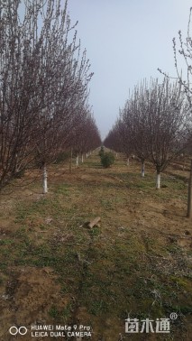 12公分绚丽海棠