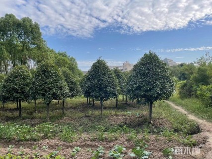 10公分红叶石楠