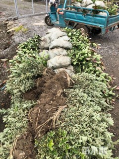 高度40厘米金边黄杨小苗