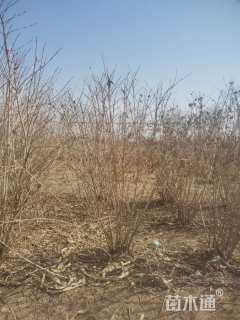 高度220厘米天目琼花