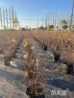 高度40厘米菱叶绣线菊