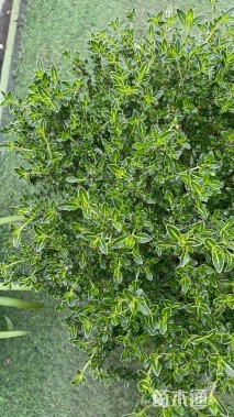 高度40厘米六月雪