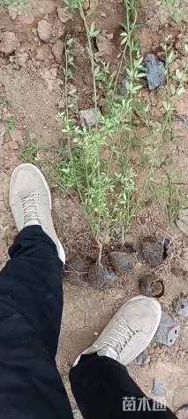 高度40厘米迎春花