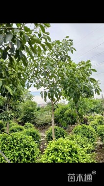 12公分红花风铃木