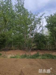 高度800厘米丛生五角枫