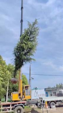 高度400厘米雪松