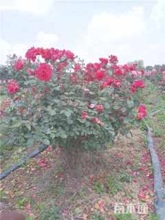 高度100厘米大花月季