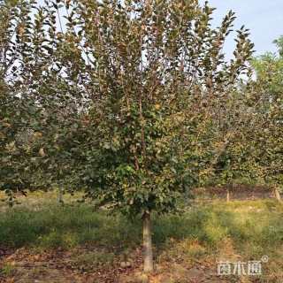 12公分北美海棠