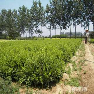 高度30厘米瓜子黄杨