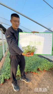 高度10厘米千屈菜