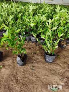 高度40厘米毛鹃