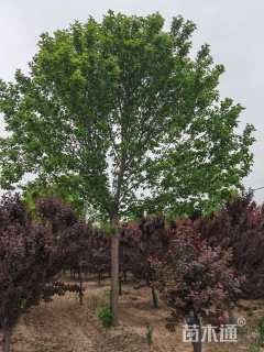 14公分绿叶复叶槭