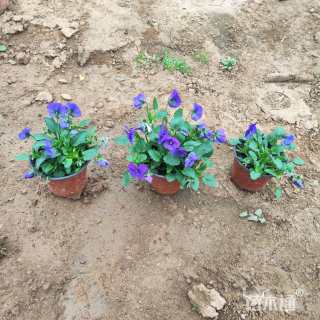 高度10厘米角堇