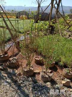 高度150厘米木槿