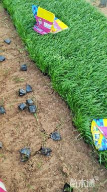 高度20厘米木春菊