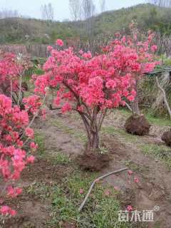 高度130厘米映山红