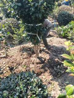 高度150厘米茶花