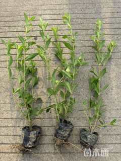 高度30厘米小叶栀子