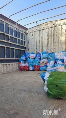 高度40厘米灌从石蚕