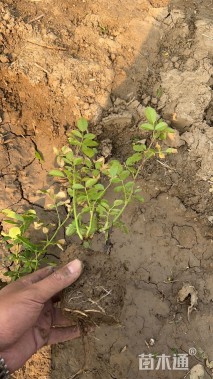 主蔓长40厘米安吉拉月季