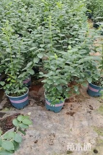 高度50厘米蓝莓
