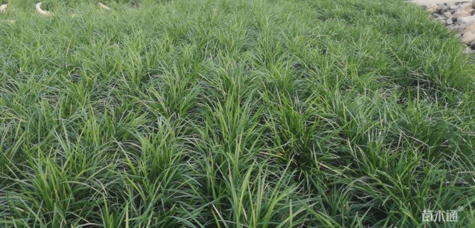 高度15厘米麦冬