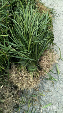 高度30厘米兰花三七草