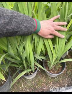 高度40厘米火星花