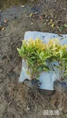 高度40厘米金森女贞