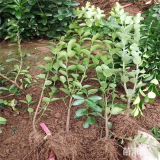 高度150厘米北海道黄杨