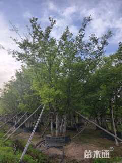 18公分(4杆)丛生榉树