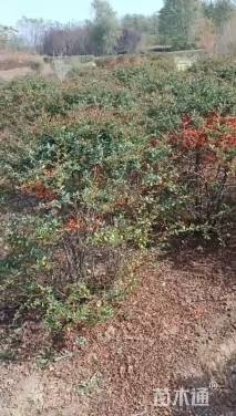 冠幅120厘米火棘球