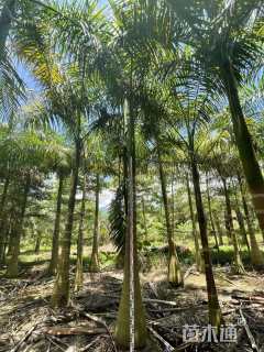 裸干高300厘米大王椰子
