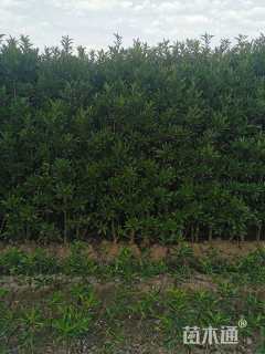 高度300厘米法国冬青