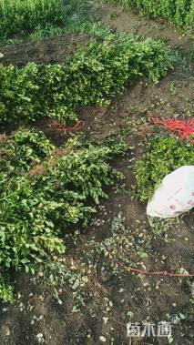 高度50厘米卫矛