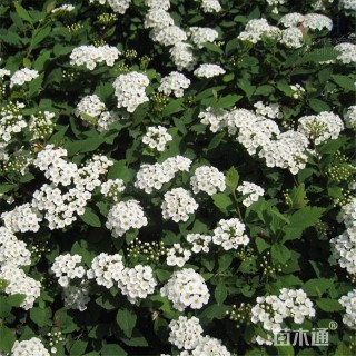 高度30厘米铺地柏