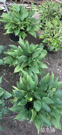 高度30厘米玉簪