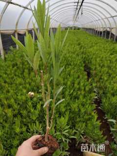 高度30厘米夹竹桃