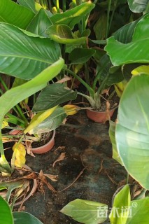 高度130厘米天堂鸟