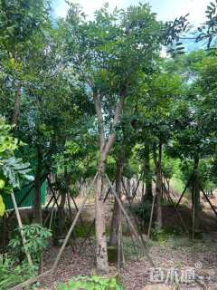 15公分桃花心木