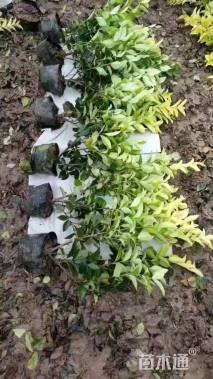 高度40厘米金森女贞小苗