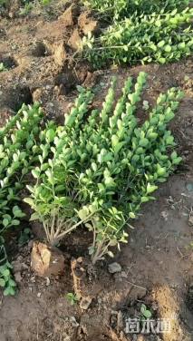 高度120厘米北海道黄杨