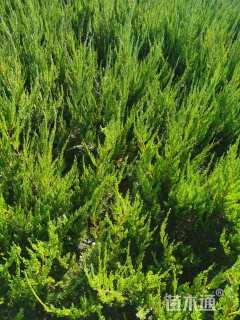 高度40厘米小龙柏