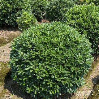 冠幅100厘米海桐球