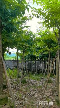 12公分大叶紫薇